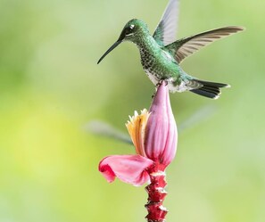 Exterior - Birdwatcher's House  (Arraial do Cabo)