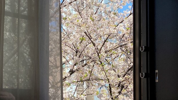 A room with a window overlooking a tree with blossoms. - Penthouse 1-bedroom Flat in Hiroo Shibuya (Tokyo)