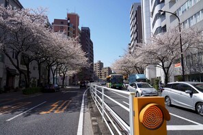A street lined with cherry blossom trees, a traffic light, and various vehicles. - Penthouse 1-bedroom Flat in Hiroo Shibuya (Tokyo)