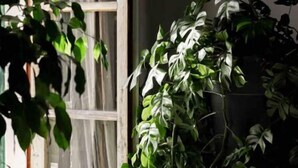 A room with a large window, a wooden door, and a potted plant. - Renaissance Residence In San Miniato with a view (San Miniato)