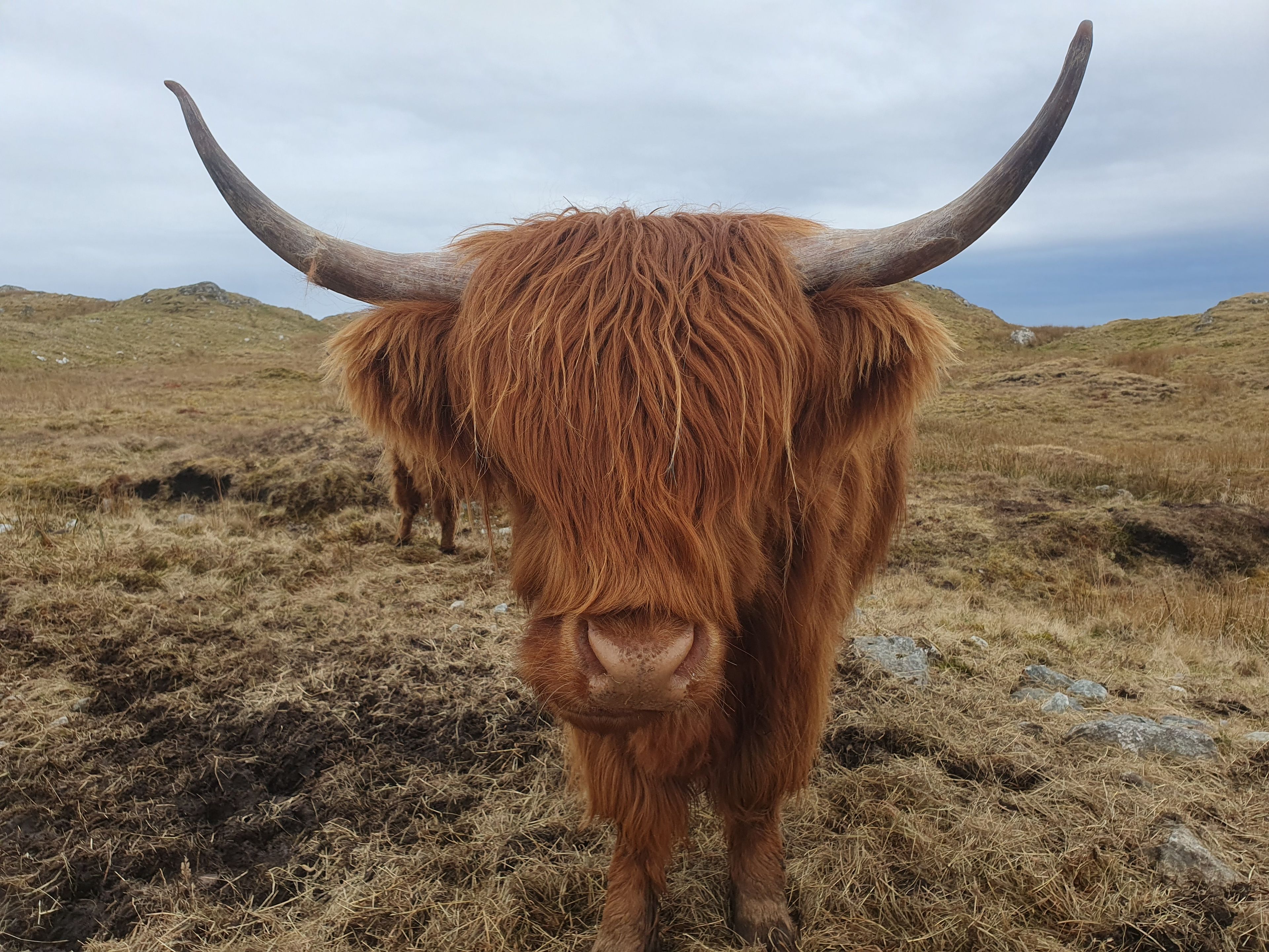 A highland cow with horns in a grassy field.