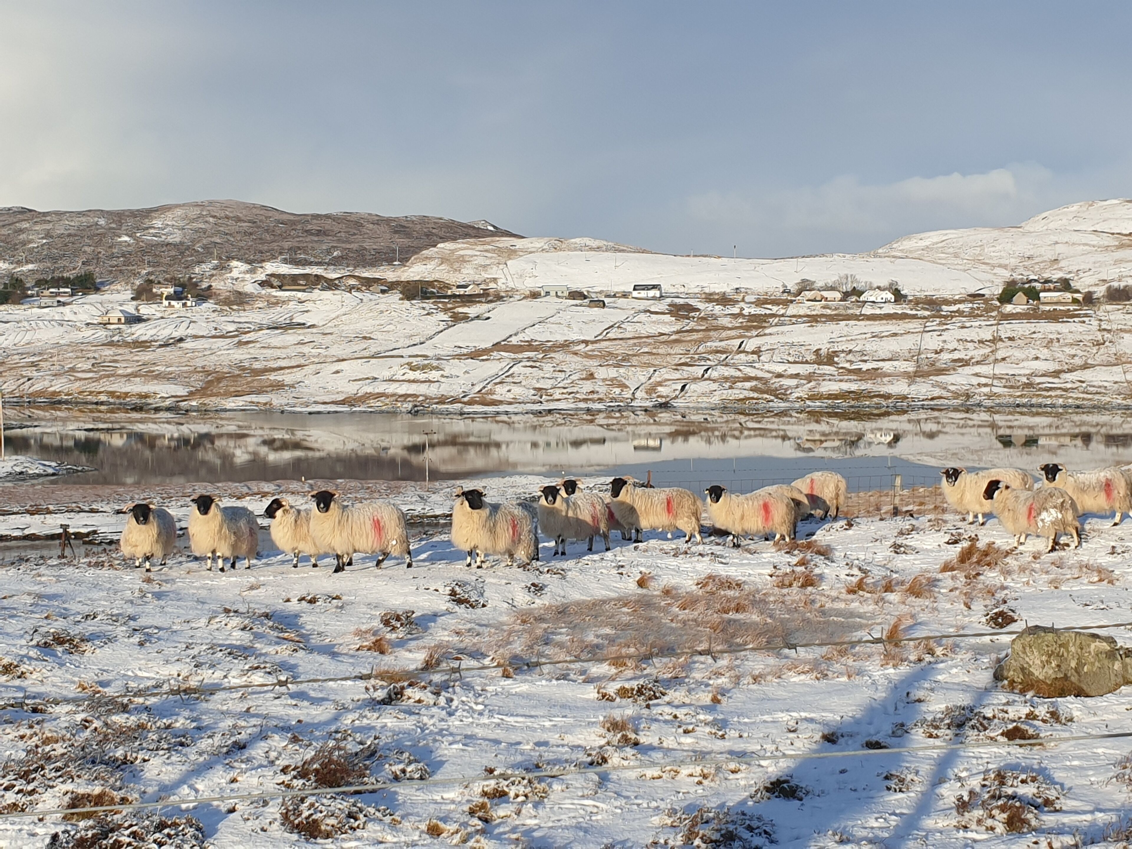 A snowy landscape with a group of sheep near a body of water.