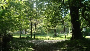 A forested area with a dirt path leading through it.