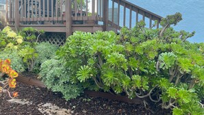 A wooden deck with a lattice railing, surrounded by various green plants and succulents. - Seaside Family House - Sleeps 6 on Monterey Peninsula (Seaside)