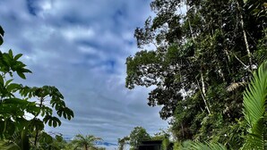 A stone pathway leading through lush greenery, flanked by dense foliage and a clear sky. - Gaia glamping  (San Rafael)