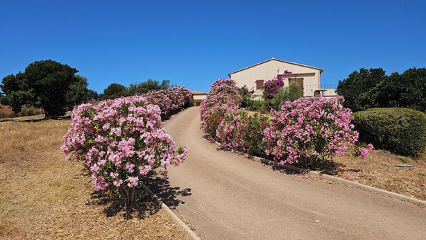 Ein Weg, der zu einem Gebäude führt, gesäumt von rosa blühenden Sträuchern.