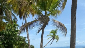 Una playa con palmeras, agua cristalina y montañas a lo lejos.