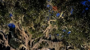 A garden pathway leading to a gazebo under a large tree with hanging moss.