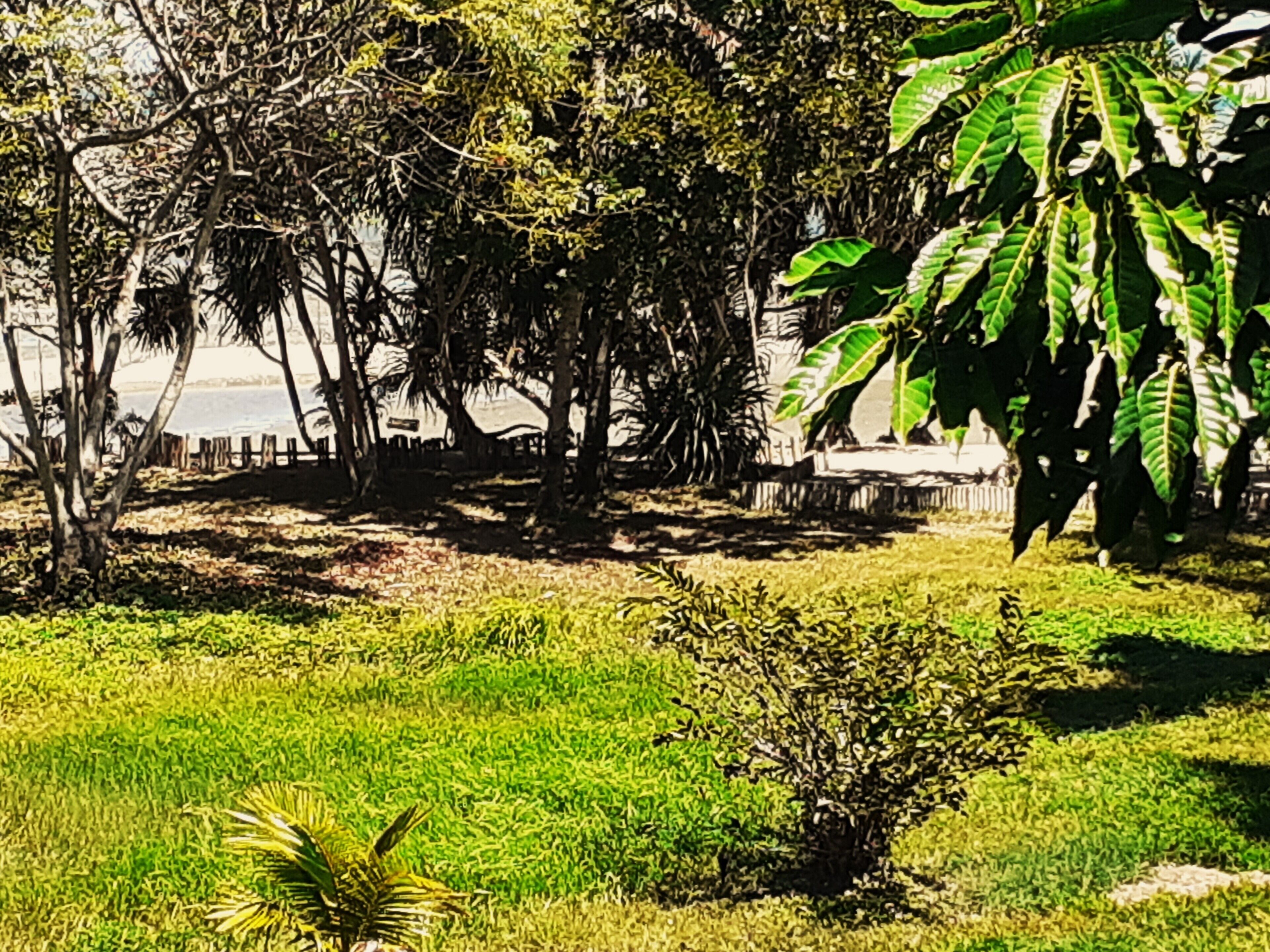 A grassy area with trees and a fence.