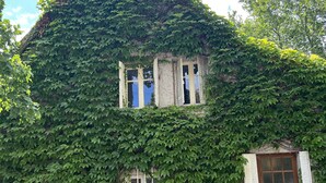 A house covered in ivy with a wooden door and two windows. - Maison & Pool in the Bourgogne (Saint-Nizier-sur-Arroux)