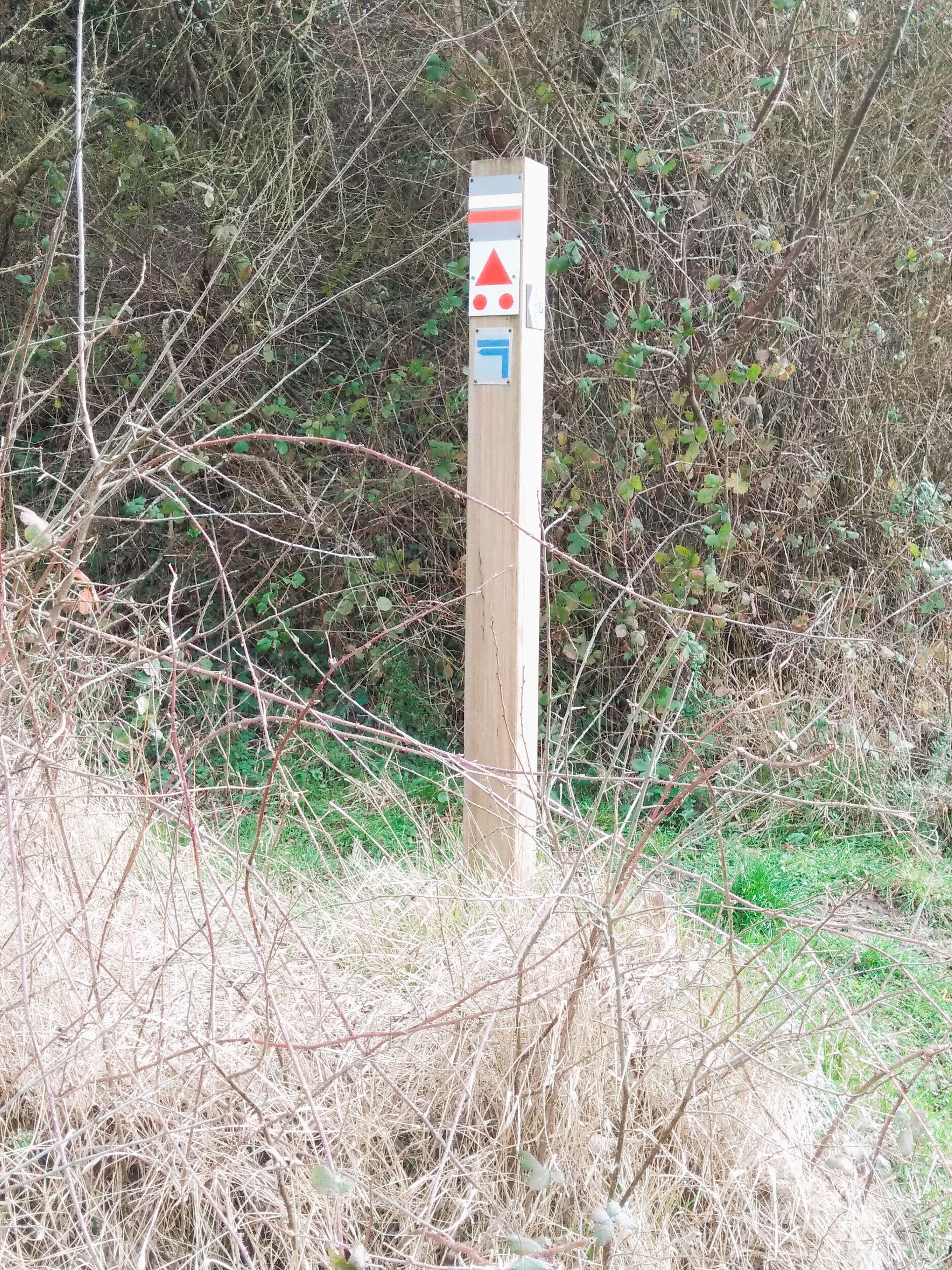A wooden signpost with directional arrows and symbols, surrounded by dense shrubbery.