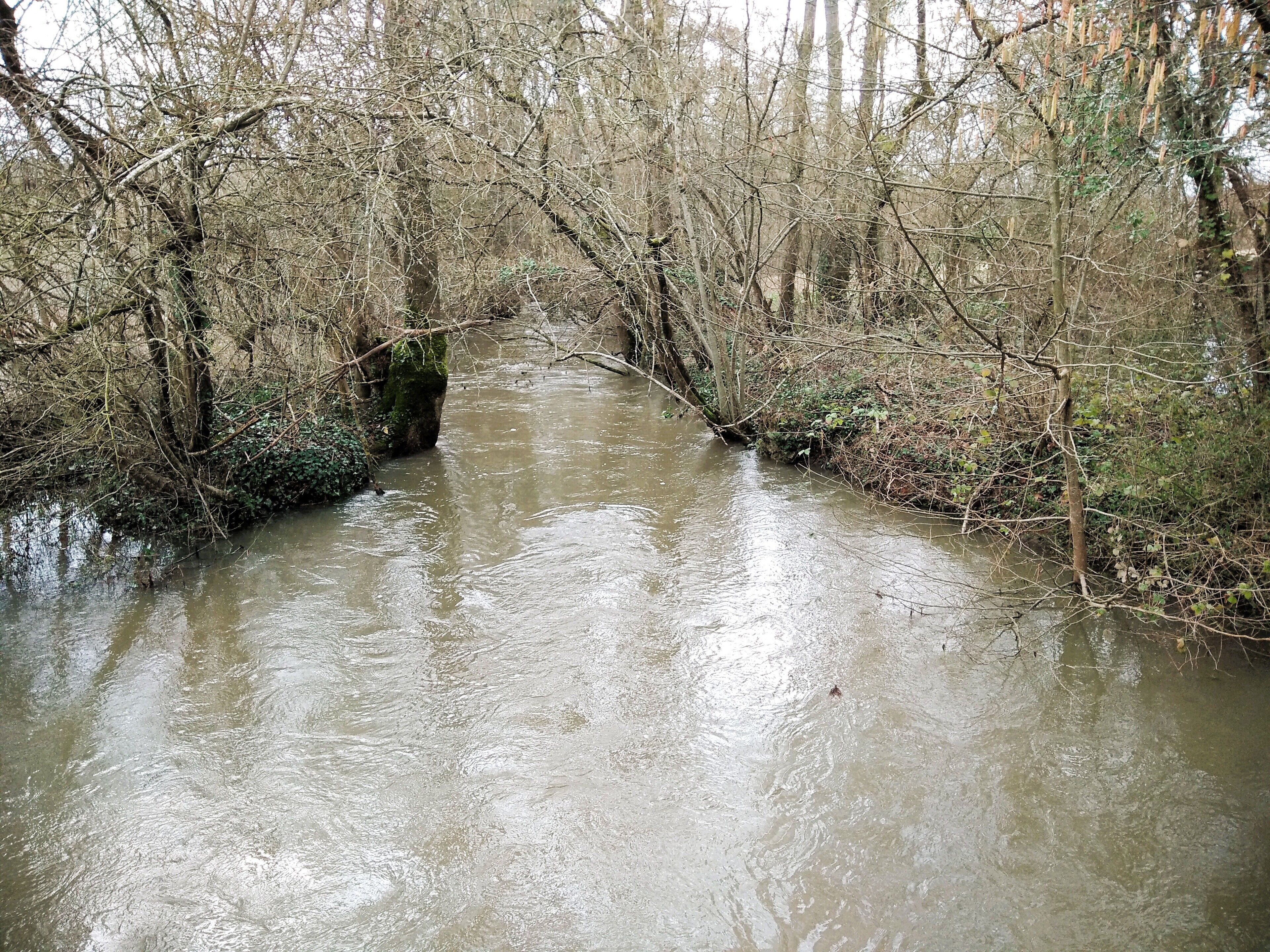 Ein schmaler, schlammiger Wasserweg, umgeben von dichten, kahl stehenden Bäumen.