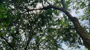 Un árbol de follaje denso en un área cubierta de césped, con una valla blanca al fondo.