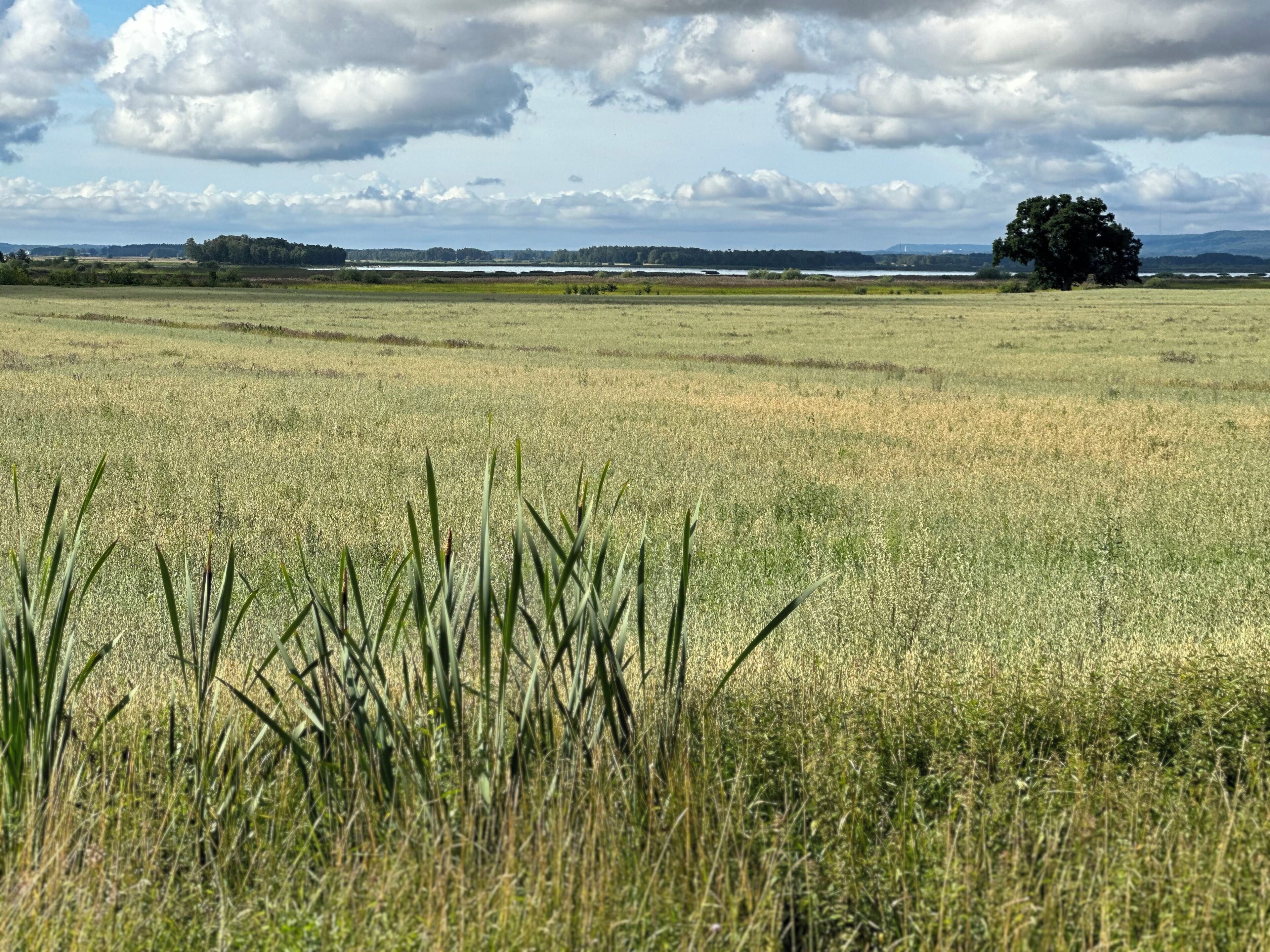 Un vaste champ, avec un seul arbre à l’horizon, sous un ciel nuageux.