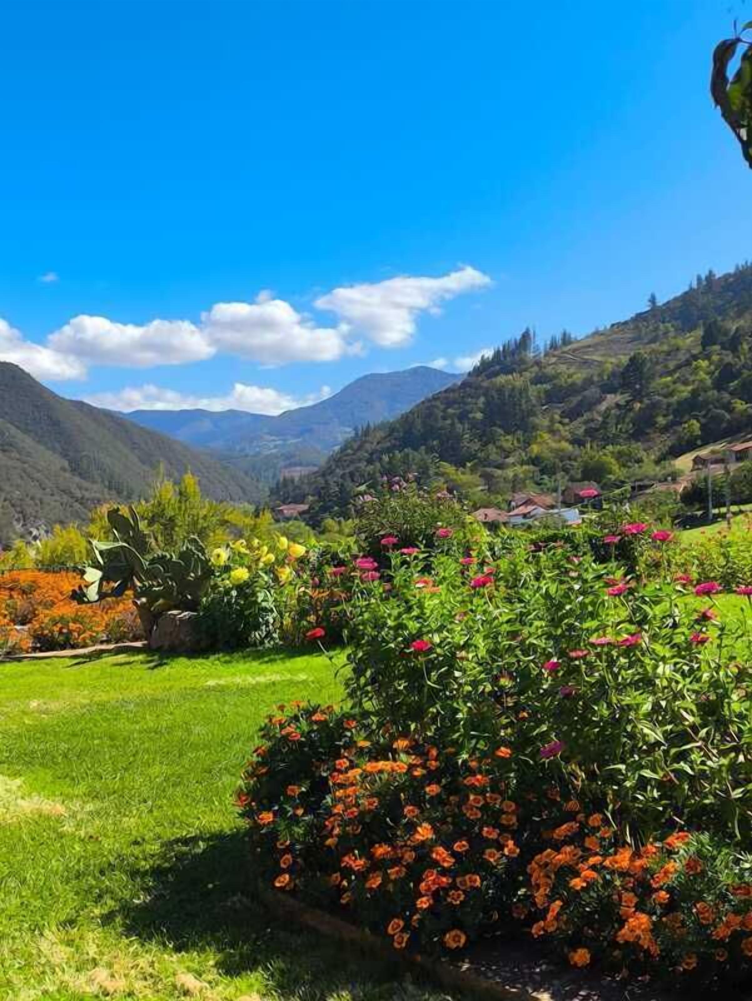 Un jardín con flores y un paisaje montañoso al fondo.