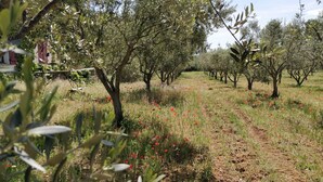 Un olivier avec un sentier de terre et des fleurs rouges.