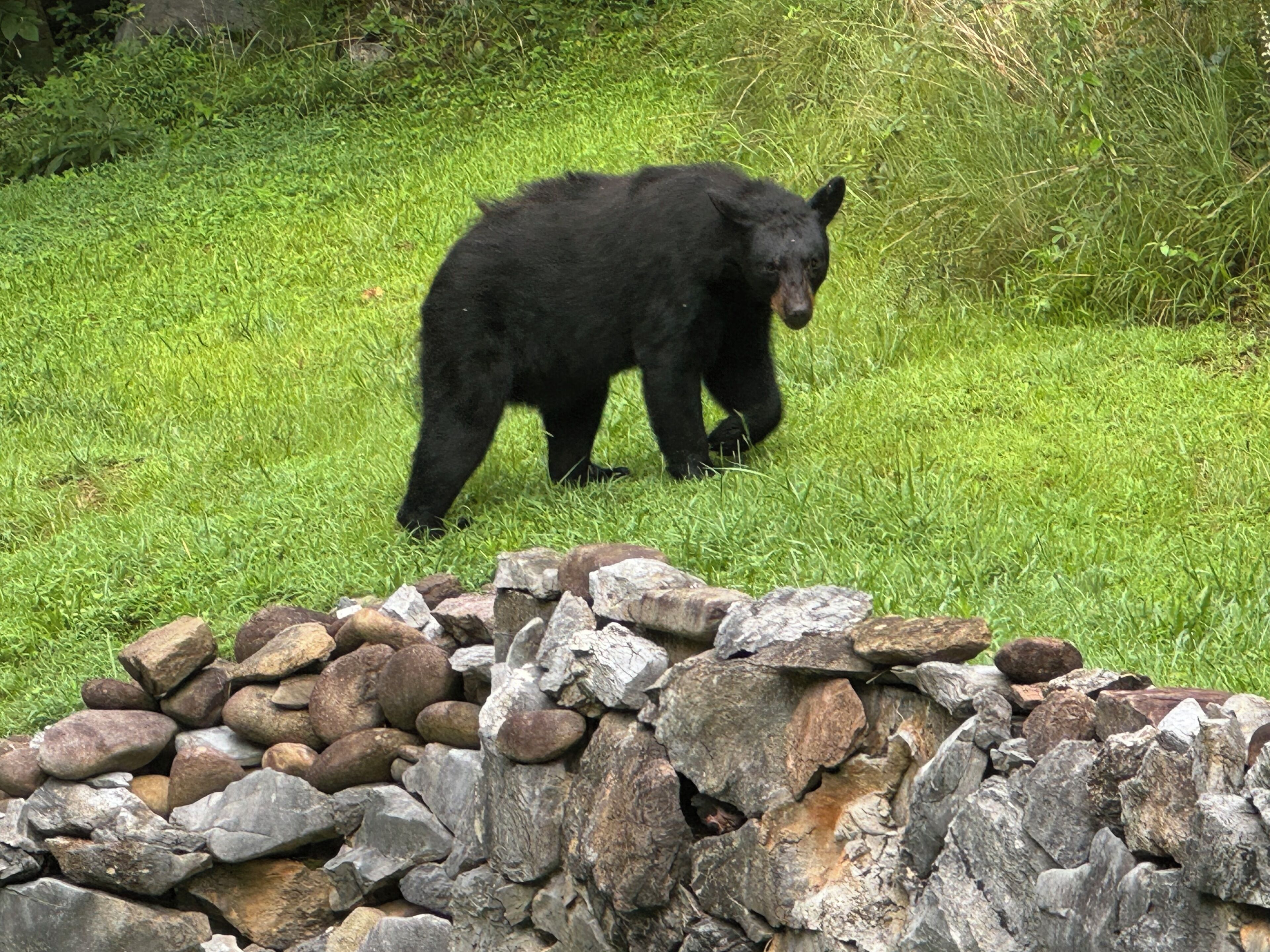 Ein Schwarzbär geht auf Gras, im Vordergrund eine Steinmauer.