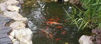 Cozy older home, zen like garden. Pet friendly. Not for people with allergies.