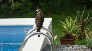 Un pájaro posado en una escalera metálica de piscina.