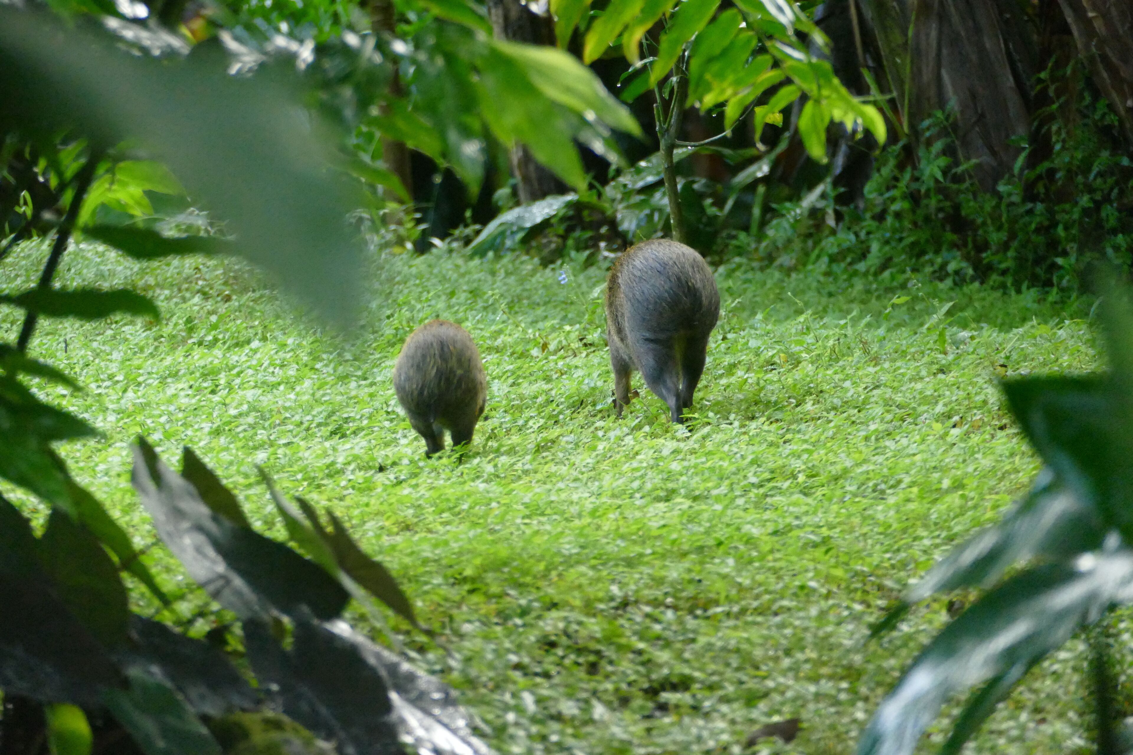 A natural outdoor area with grass and trees.