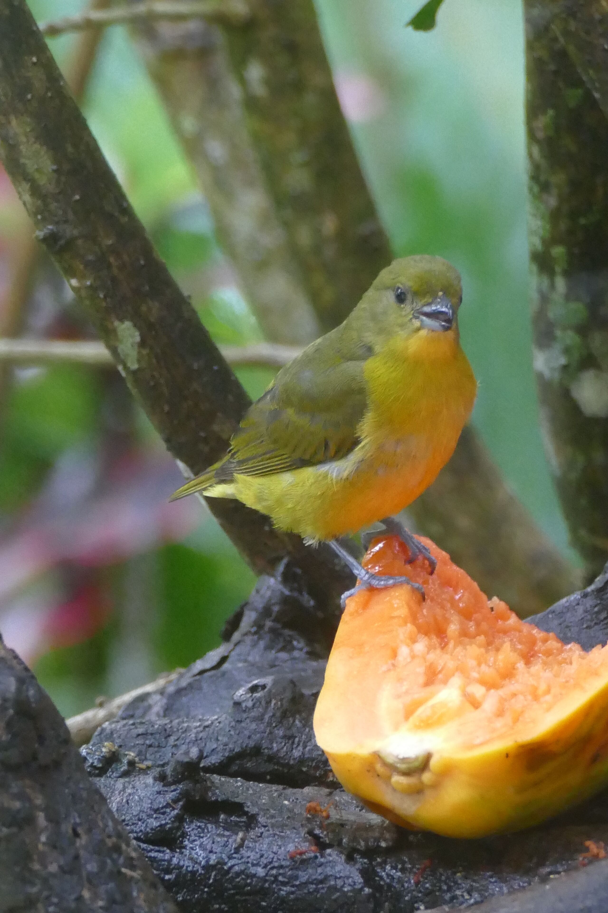 A bird perched on a branch with a half-cut fruit.