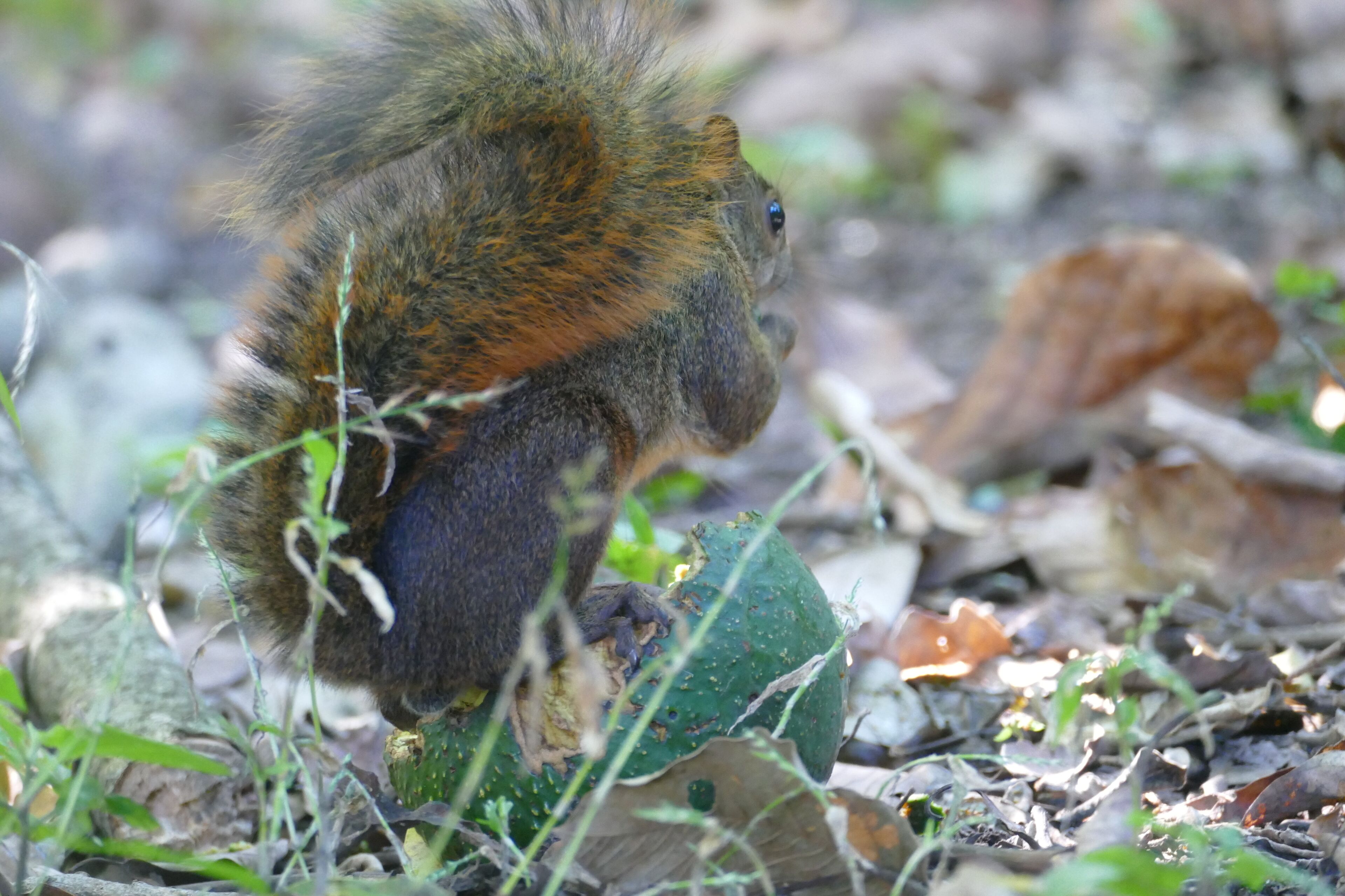 A squirrel eating a green fruit amidst dry leaves and twigs.
