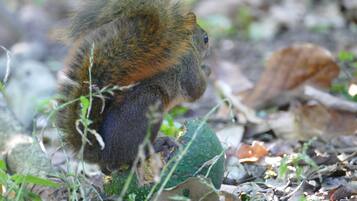 A squirrel eating a green fruit amidst dry leaves and twigs.
