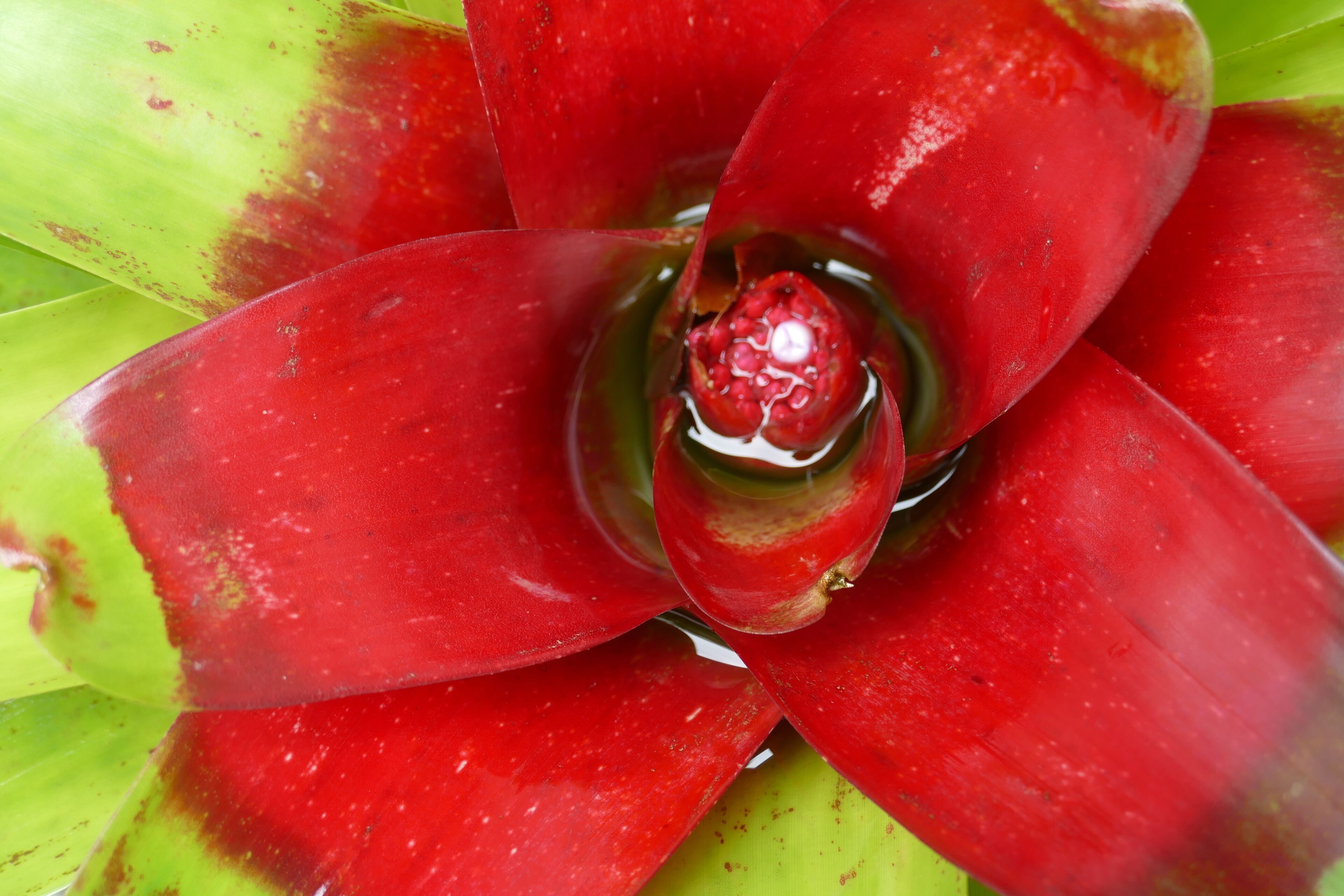 A close-up of a red flower with a green center.