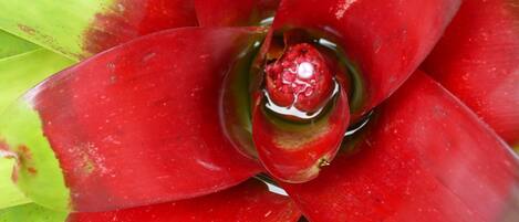 A close-up of a red flower with a green center.