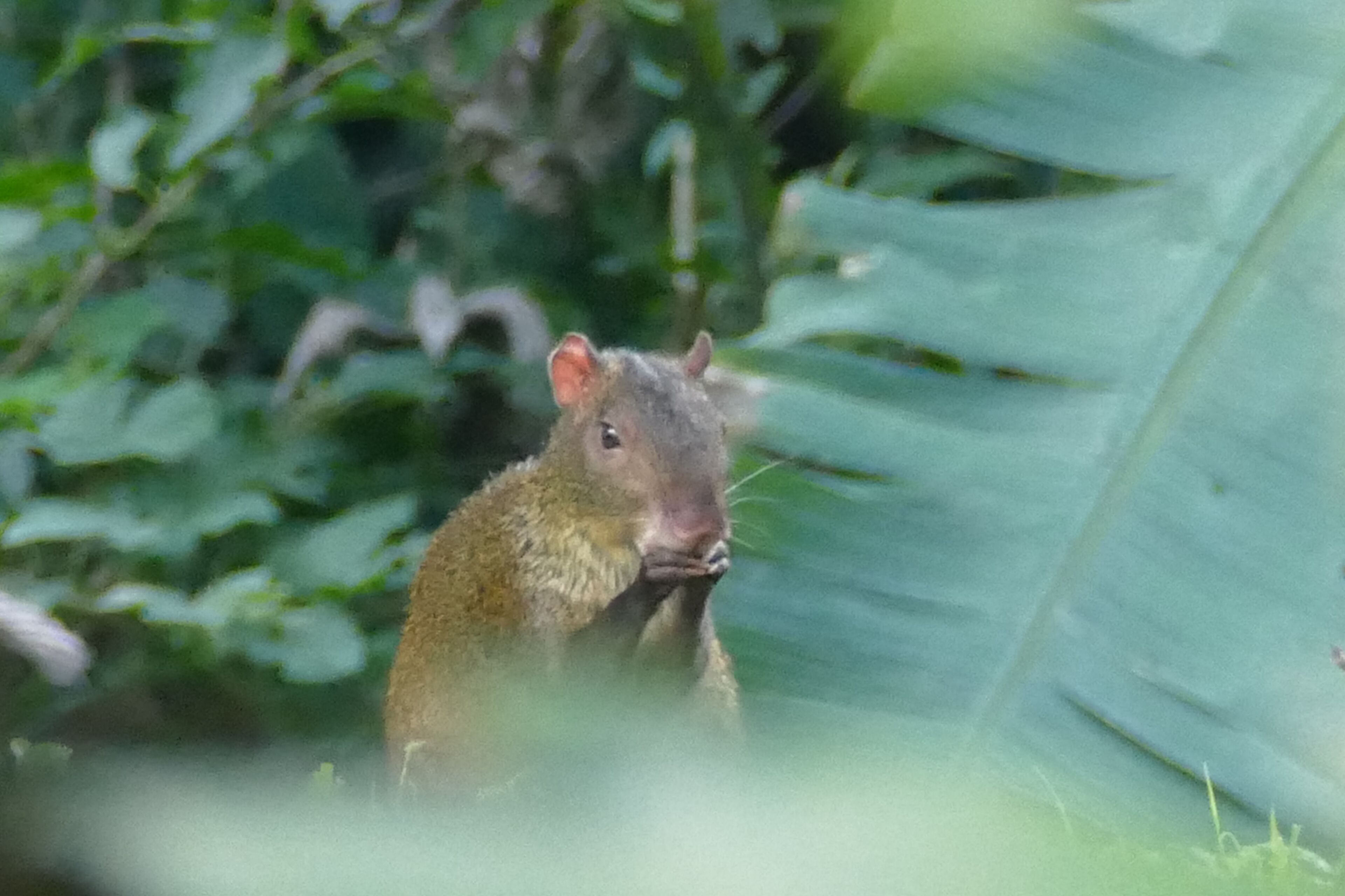 Un pequeño mamífero en un entorno natural con vegetación densa al fondo.
