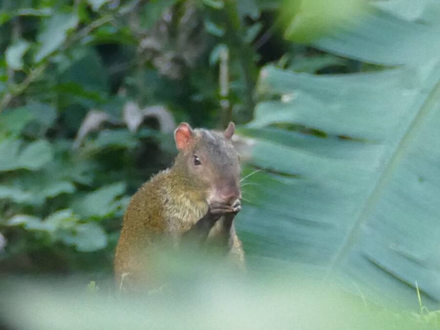 Un pequeño mamífero en un entorno natural con vegetación densa al fondo.