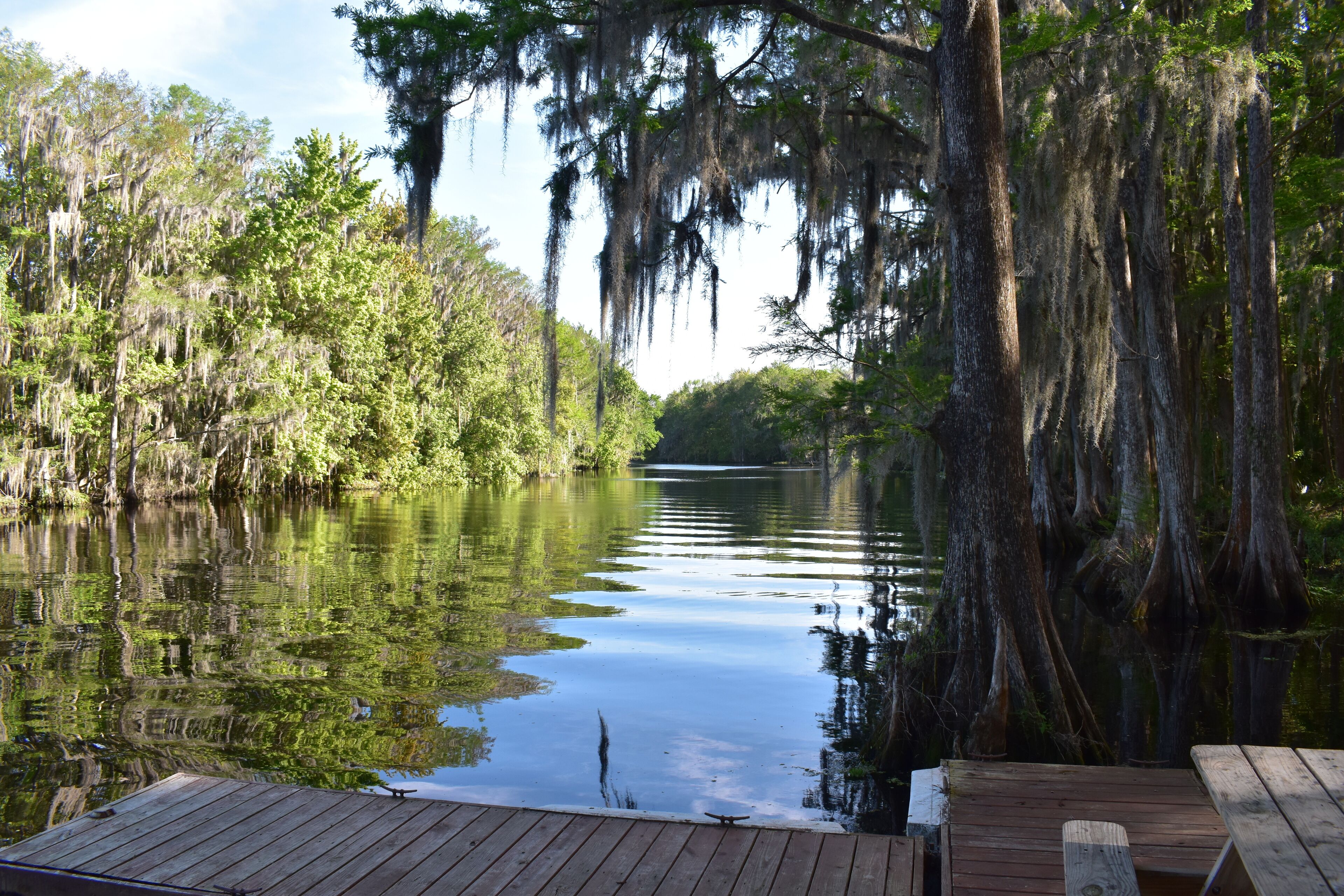 A wooden dock extending into a calm river surrounded by dense trees with hanging moss.