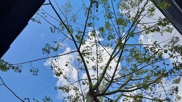 A tree with a clear view of the sky through a window frame.