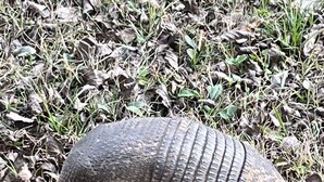 An armadillo on dry grass. - Primitive Country Camp Spot for Total Eclipse April 8, 2024! 2:38 Mins Totality (Benton)