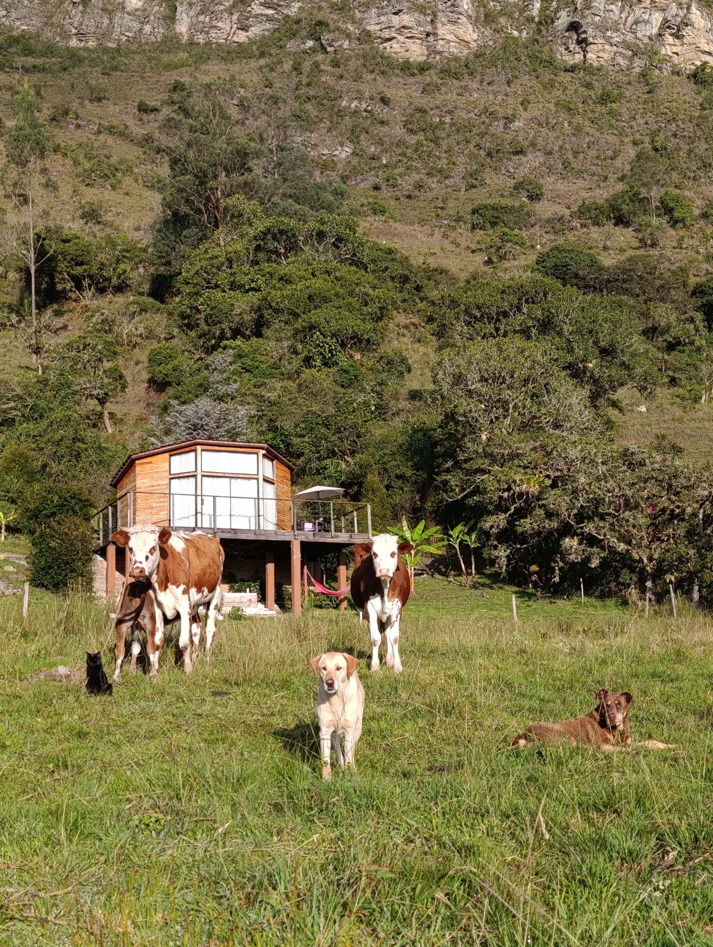 Una cabaña rústica con terraza, rodeada por un campo de hierba con vacas y perros.
