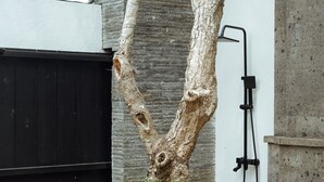Un árbol con un cabezal de ducha sujeto a su tronco, una reja negra y un muro de hormigón.