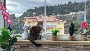 Terras