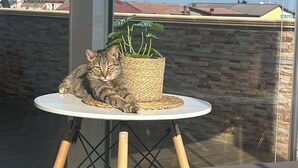 Terras