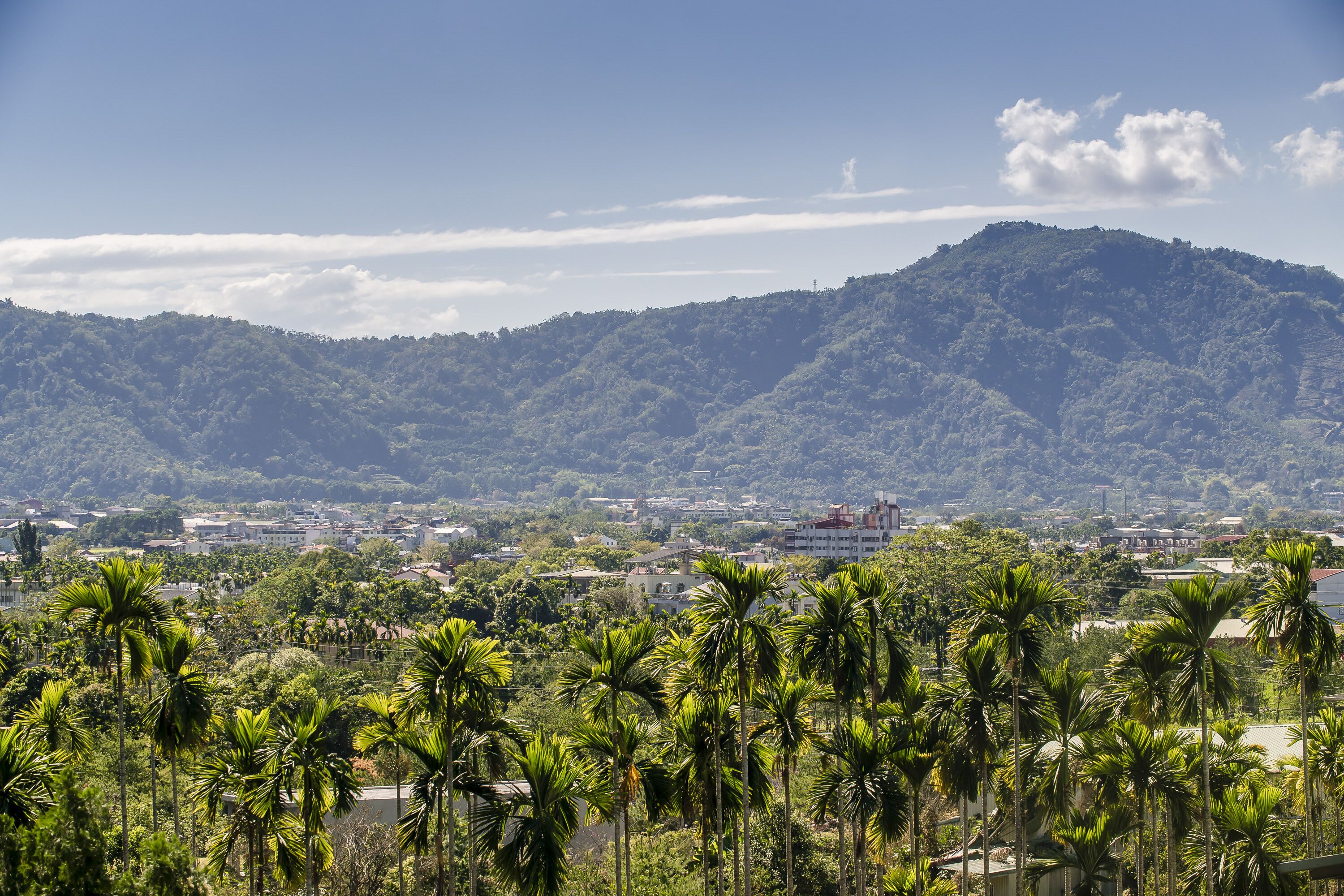 Vista de un paisaje urbano con una montaña al fondo, rodeado de palmeras.