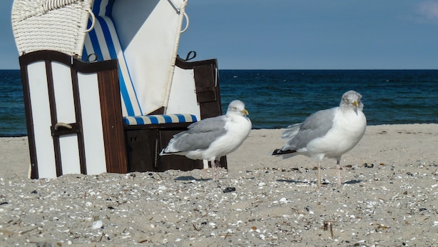 Ein Liegestuhl mit gestreifter Polsterung und einem gewebten Bezug, platziert an einem sandigen Strand mit vereinzelten Hinterlassenschaften.