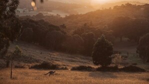 A landscape with a kangaroo in a field during sunset. - Tiny Ikigai (Whittlesea)