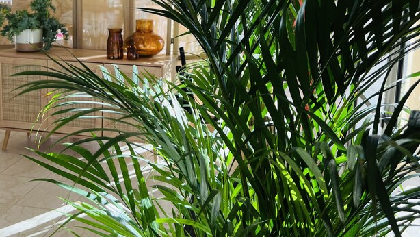 Een ruime kamer met een grote potplant op de voorgrond, een keuken met moderne apparatuur en een uitzicht naar buiten door grote ramen.