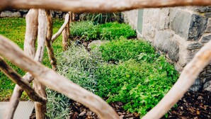 Ein Garten mit verschiedenen Pflanzen und einer Steinmauer.