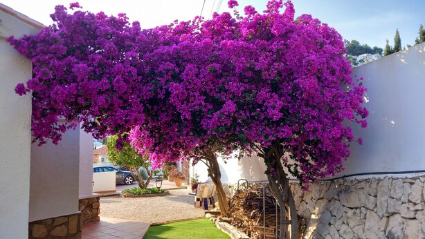 A garden with a large bougainvillea tree, a stone wall, and a paved patio area. - Villa Aucamar- Moraira (TEULADA MORAIRA)