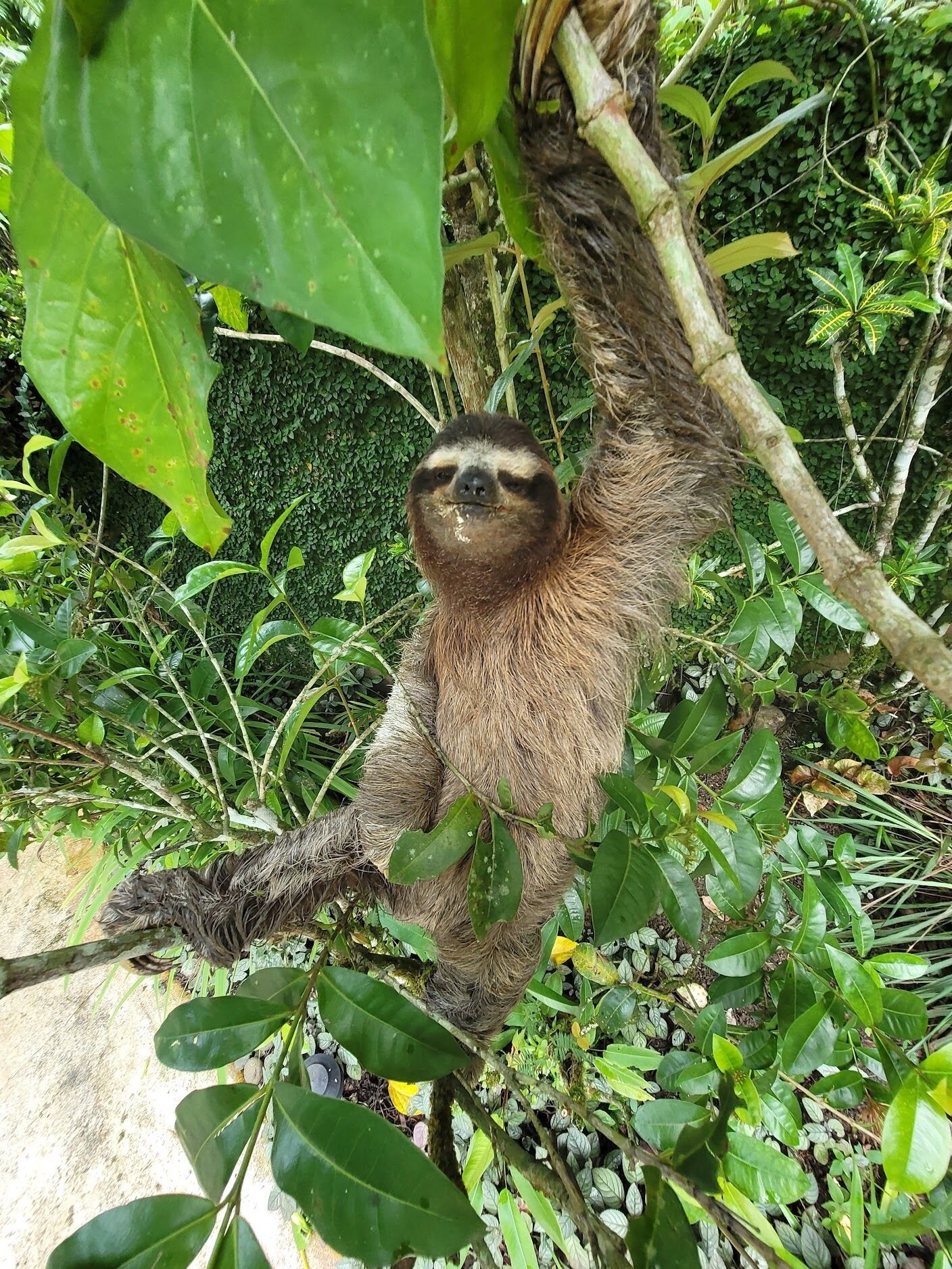 A sloth hanging from a tree branch in a lush, green environment.