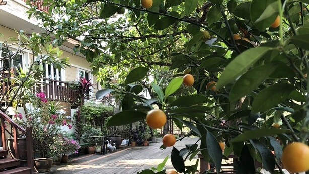 A wooden deck with a citrus tree bearing fruit, surrounded by potted plants and a building with balconies. - Romyen cafe homestay (Ayutthaya)