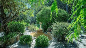 Een weelderige tuin met een klein vijvertje, omgeven door dichte begroeiing en diverse planten.