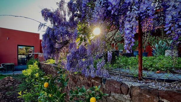 A garden with purple flowers and a stone wall. - Les Terres Rouges du Salagou 5min du lac ! Natura 2000 , Atelier D'artiste (Le Bosc)