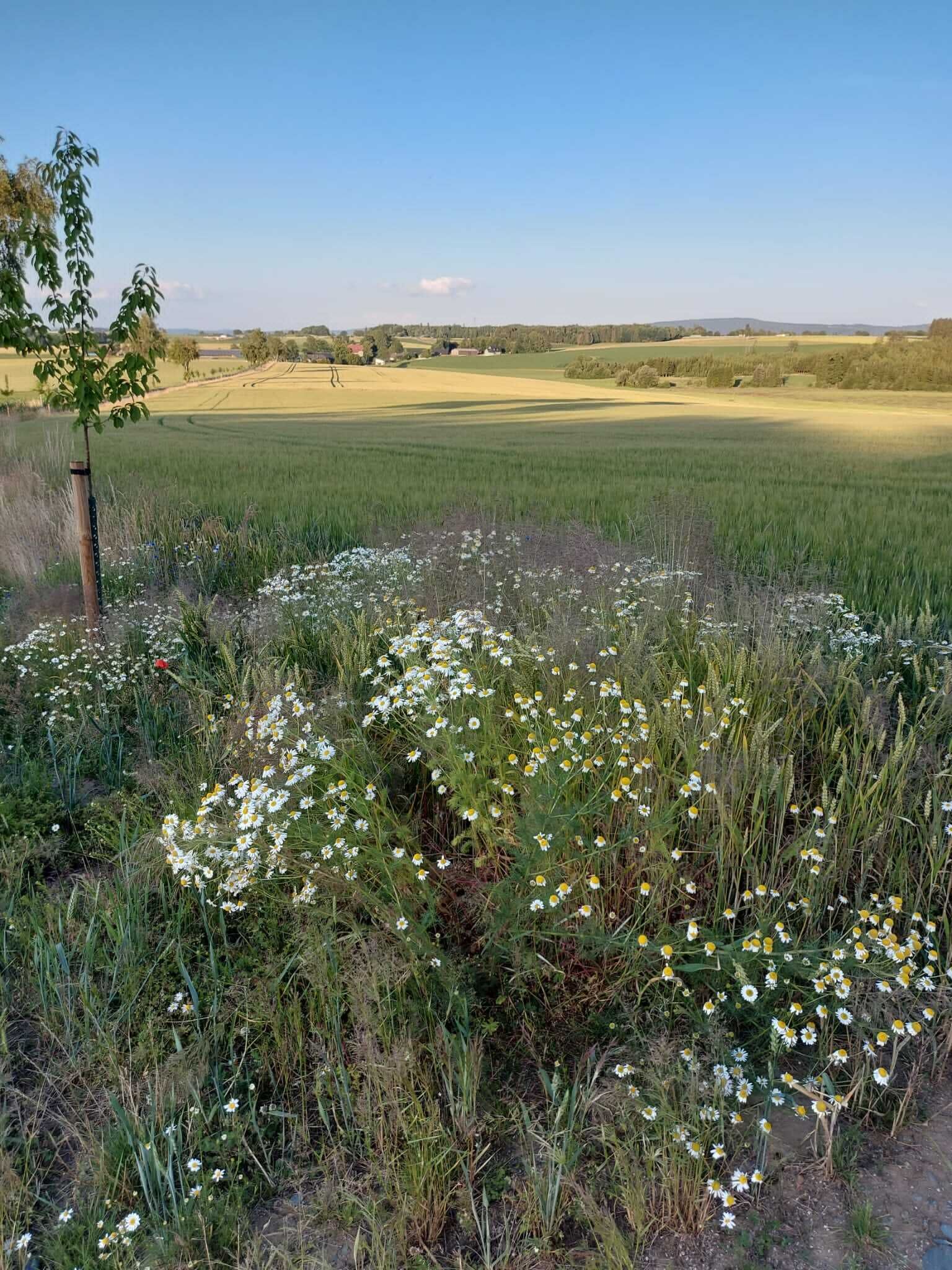 Paisaje rural con un campo de flores blancas y amarillas, un pequeño árbol y un cielo azul despejado.