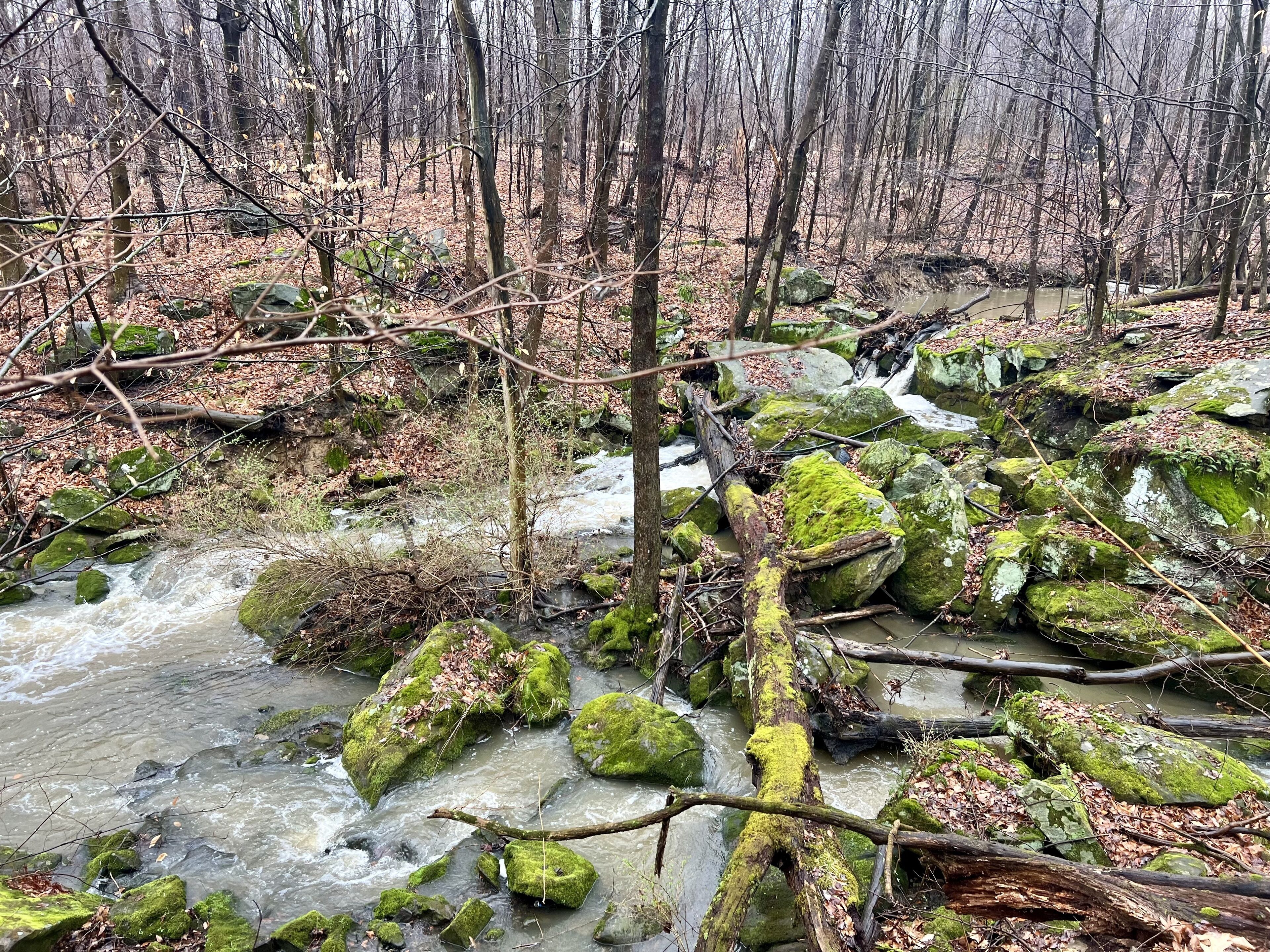 A forest stream with rocks and moss, surrounded by bare trees.